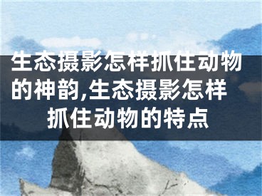 生态摄影怎样抓住动物的神韵,生态摄影怎样抓住动物的特点