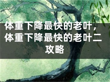 体重下降最快的老叶，体重下降最快的老叶二攻略