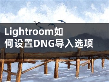 Lightroom如何设置DNG导入选项